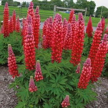 Lupinus 'Gallery Red' - Lupine