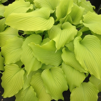 Hosta 'Dancing Queen' - Plantain Lily