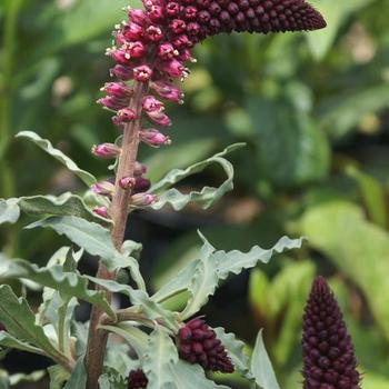 Lysimachia atropurpurea 'Beaujolais' - Loosestrife