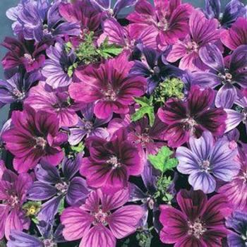 Malva sylvestris 'Mystic Merlin' - Musk Mallow