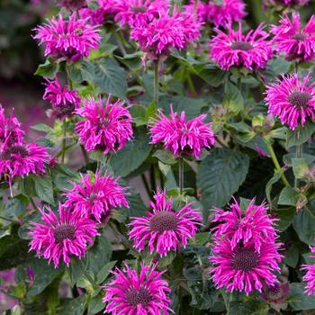 Monarda 'Bee Free' - Bee Balm