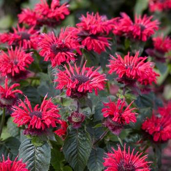 Monarda 'Bee Happy' - Bee Balm