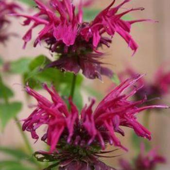 Monarda 'Mahogany' - Bee Balm