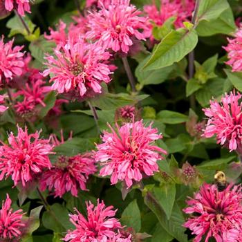 Monarda didyma 'Pink Lace' - Bee Balm