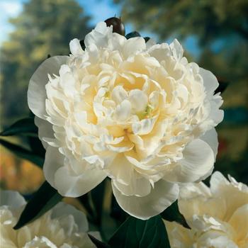 Paeonia 'Duchess de Nemours' - Garden Peony