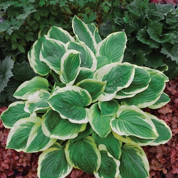 Hosta 'Royal Wedding' - Plantain Lily