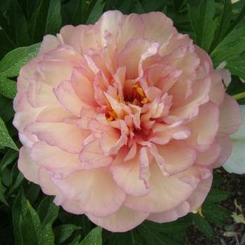 Paeonia 'Scrumdiddlyumptious' - Itoh Hybrid Peony