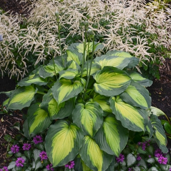 Hosta 'Beyond Glory' - Plantain Lily