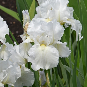 Iris germanica 'Immortality' - Bearded Iris