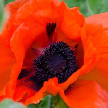 Papaver orientalis 'Beauty of Livermere' - Oriental Poppy