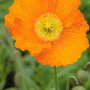 Papaver nudicaule 'Champagne Bubbles Orange' - Oriental Poppy 