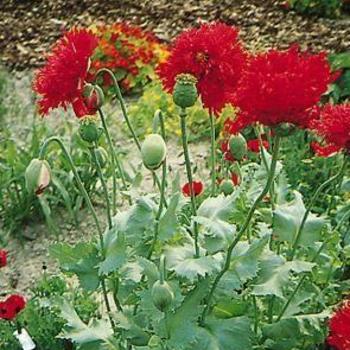 Papaver orientale 'Crimson Red' - Oriental Poppy