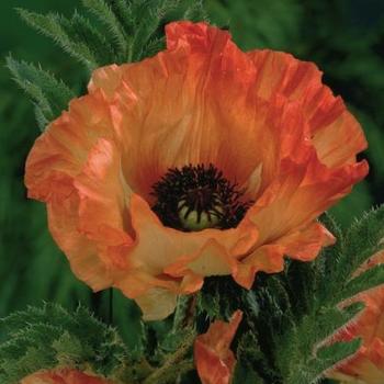 Papaver orientale 'Orange Glow' - Oriental Poppy