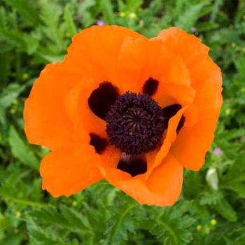 Papaver orientalis 'Prince of Orange' - Oriental Poppy