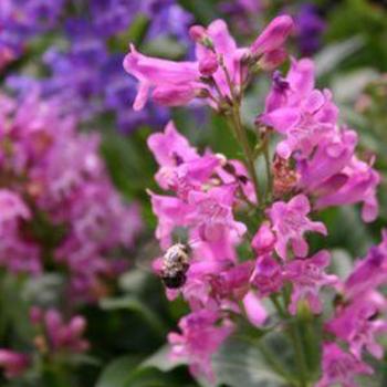 Penstemon barbatus 'Rondo Mix' - Beardtongue