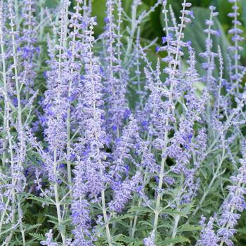 Perovskia atriplicifolia 'Lacey Blue' - Russian Sage