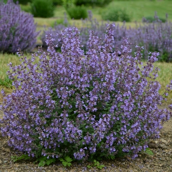 Nepeta x faassenii 'Kitten Around' - Catmint