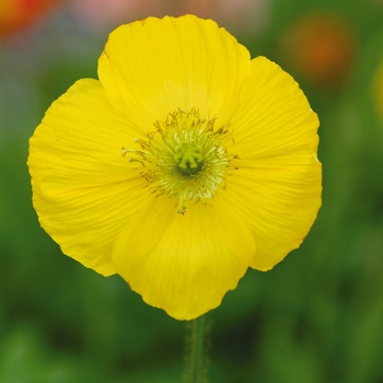 Papaver nudicaule 'Champagne Bubbles Yellow' - Oriental Poppy