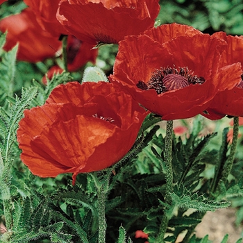 Papaver orientale 'Beauty of Livermore' - Oriental Poppy