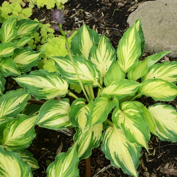 Hosta 'Lakeside Paisley Print' - Hosta