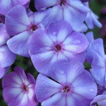 Phlox paniculata 'Blue Paradise' - Garden Phlox