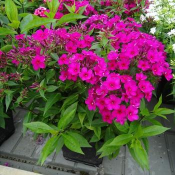 Phlox paniculata 'Early Cerise' - Garden Phlox