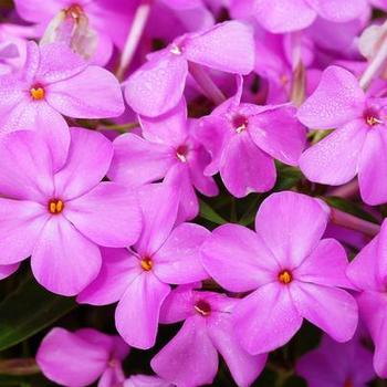 Phlox paniculata 'Forever Pink' - Garden Phlox