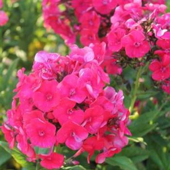 Phlox paniculata 'Grenadine Dream' - Garden Phlox