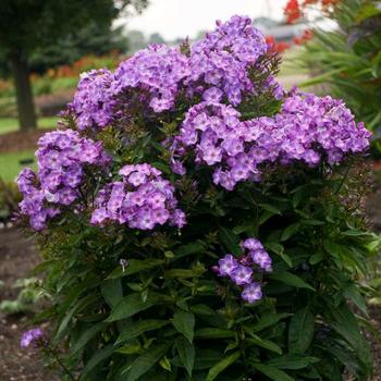 Phlox paniculata 'Pixie Miracle Grace' - Garden Phlox