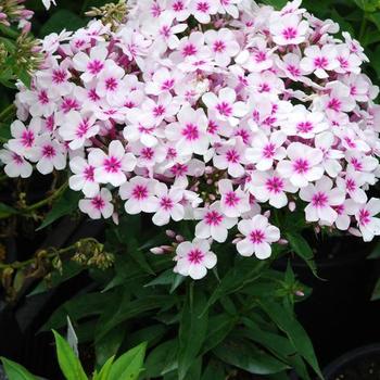 Phlox paniculata 'White/Red Eye Flame' - Garden Phlox