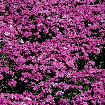 Phlox subulata 'Red Wing' - Creeping Phlox