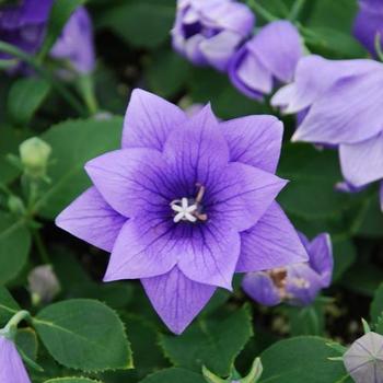 Platycodon 'Astra Semi-Double Blue' - Balloon Flower