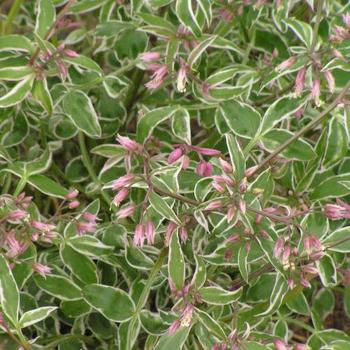 Polemonium reptans 'Touch of Class' - Jacob's Ladder