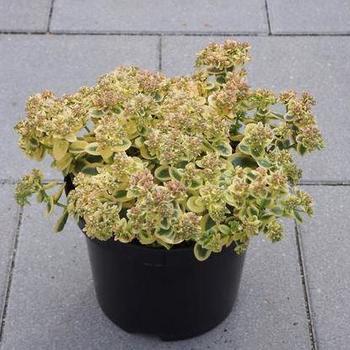 Sedum 'SunSparkler Lime Twister' - Stonecrop