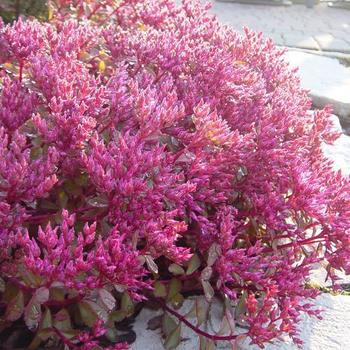 Sedum spurium 'Voodoo' - Stonecrop