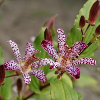 Tricyrtis 'Empress' - Toad Lily