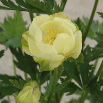 Trollius cultorum 'New Moon' - Globe Flower