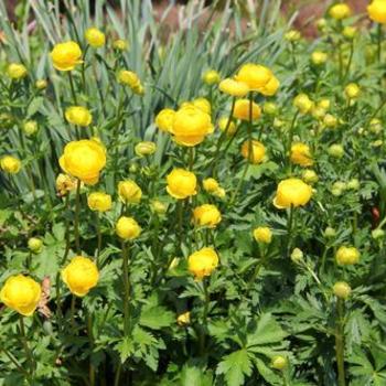 Trollius europaeus 'Superbus' - Globe Flower