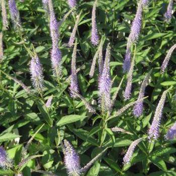 Veronicastrum virginicum 'Fascination' - Culver’s Root