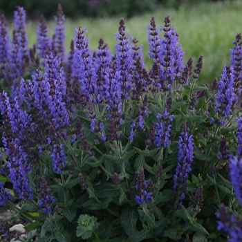 Salvia nemorosa 'Bumbleblue' - Meadow Sage