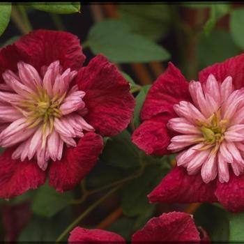 Clematis 'Avant-Garde' - Clematis