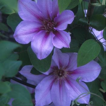 Clematis 'Candy Stripe' - Clematis