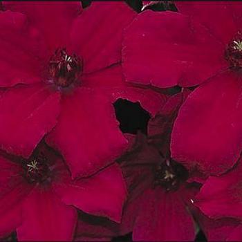 Clematis 'Cardinal Wyszynski' - Clematis