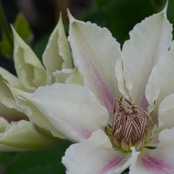 Clematis 'Corinne' - Clematis