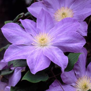 Clematis 'Diana's Delight' - Clematis