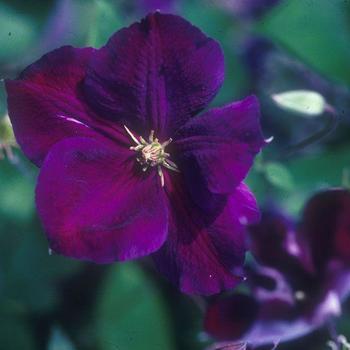 Clematis 'Jackmanii Superba' - Clematis