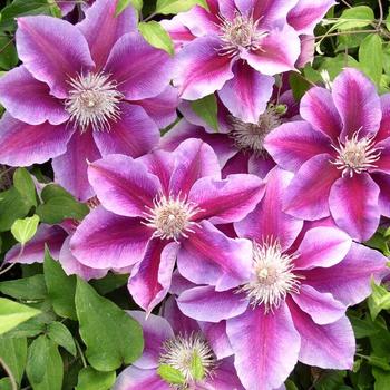 Clematis 'Kilian Donahue' - Clematis