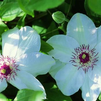 Clematis 'Miss Bateman' - Clematis