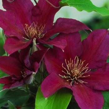 Clematis 'Picardy' - Clematis