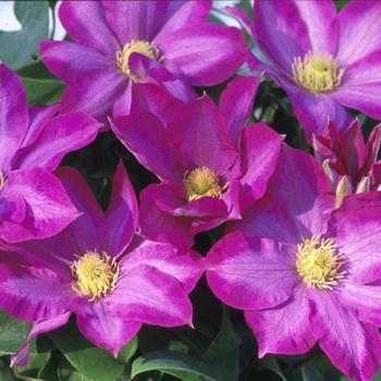 Clematis 'Pink Champagne' - Clematis